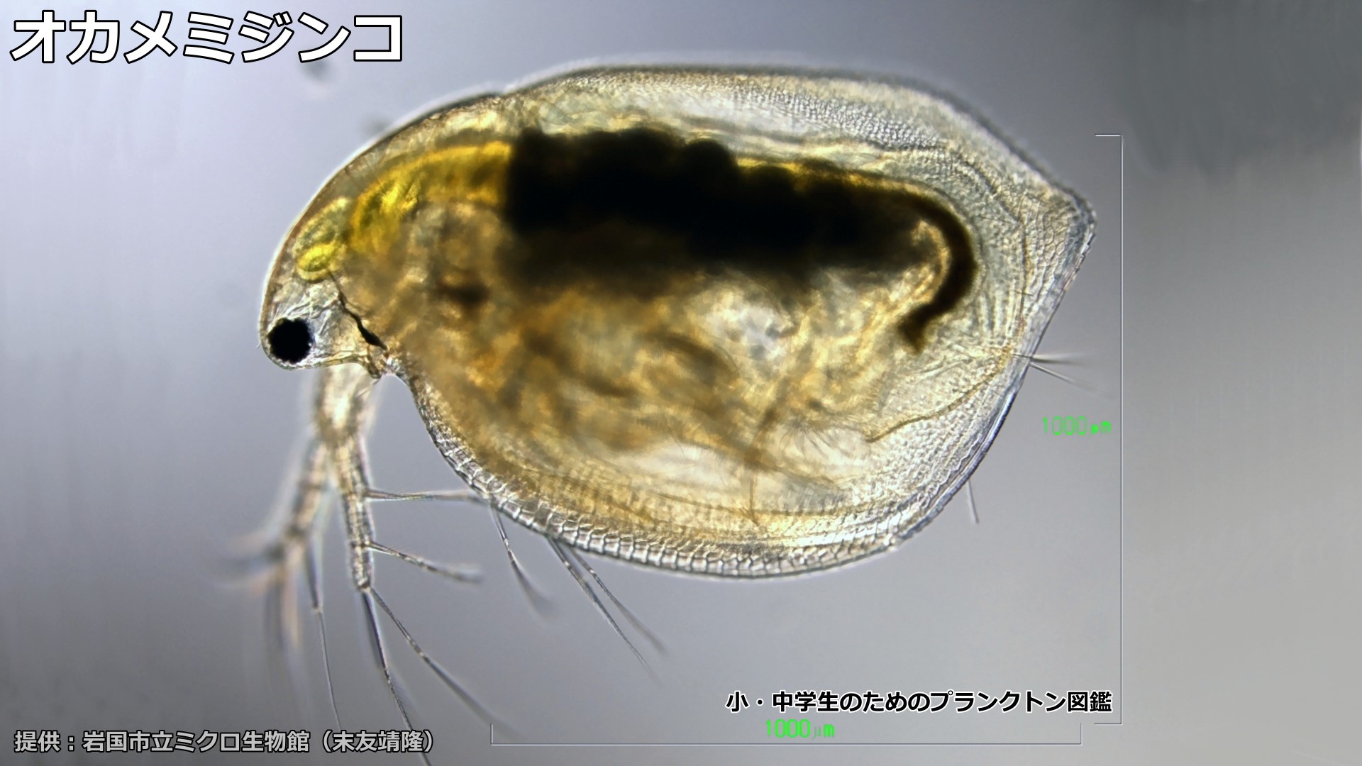 ミジンコ 大き さ